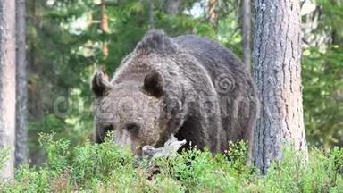 4K. 夏天森林里的棕熊。 青松林自然背景.. 科学名称：Ursusarctos。 自然栖息地。 夏季